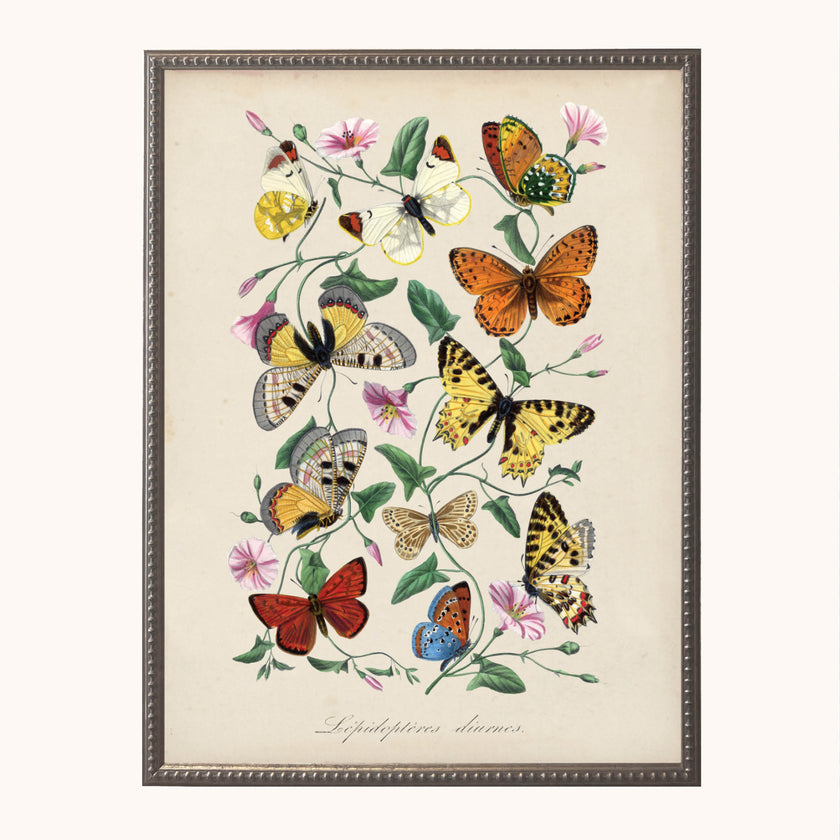 Framed Butterflies and flowers on natural