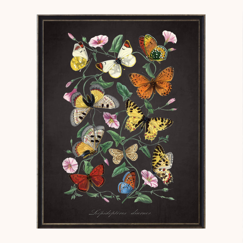 Framed Butterflies and flowers on black