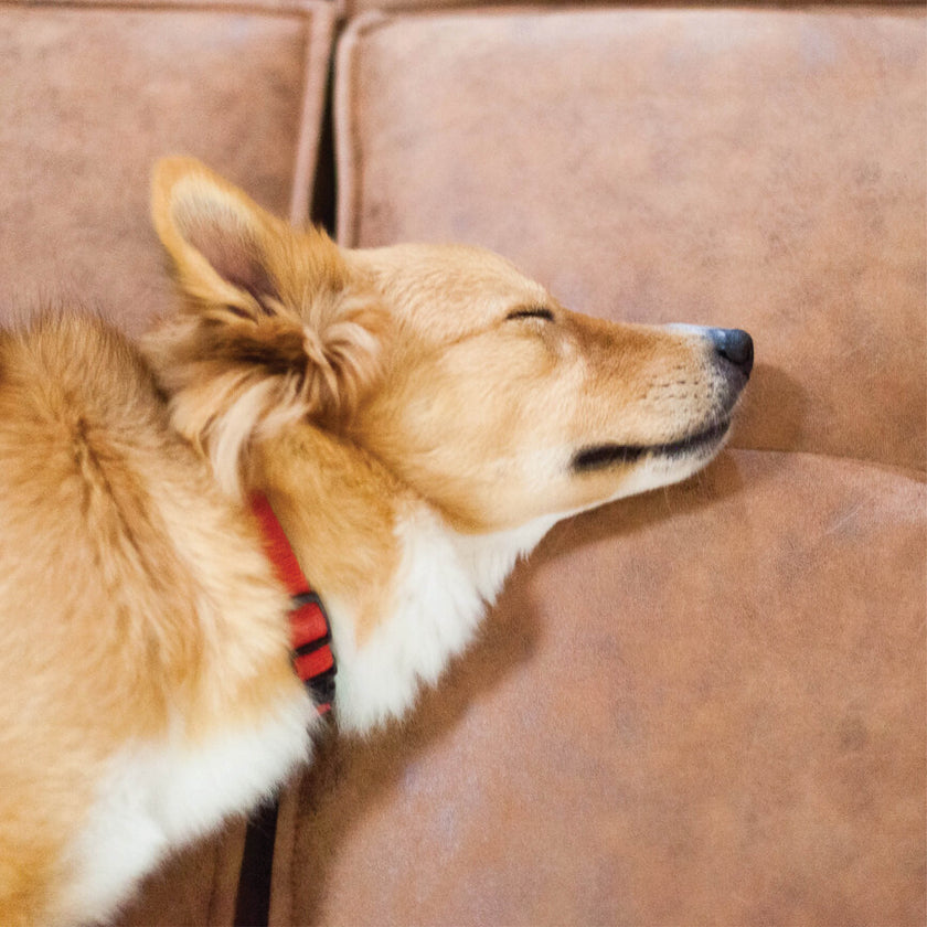Yoko Pet-Friendly 5 piece sectional