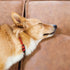Yoko Pet-Friendly 6 piece sectional