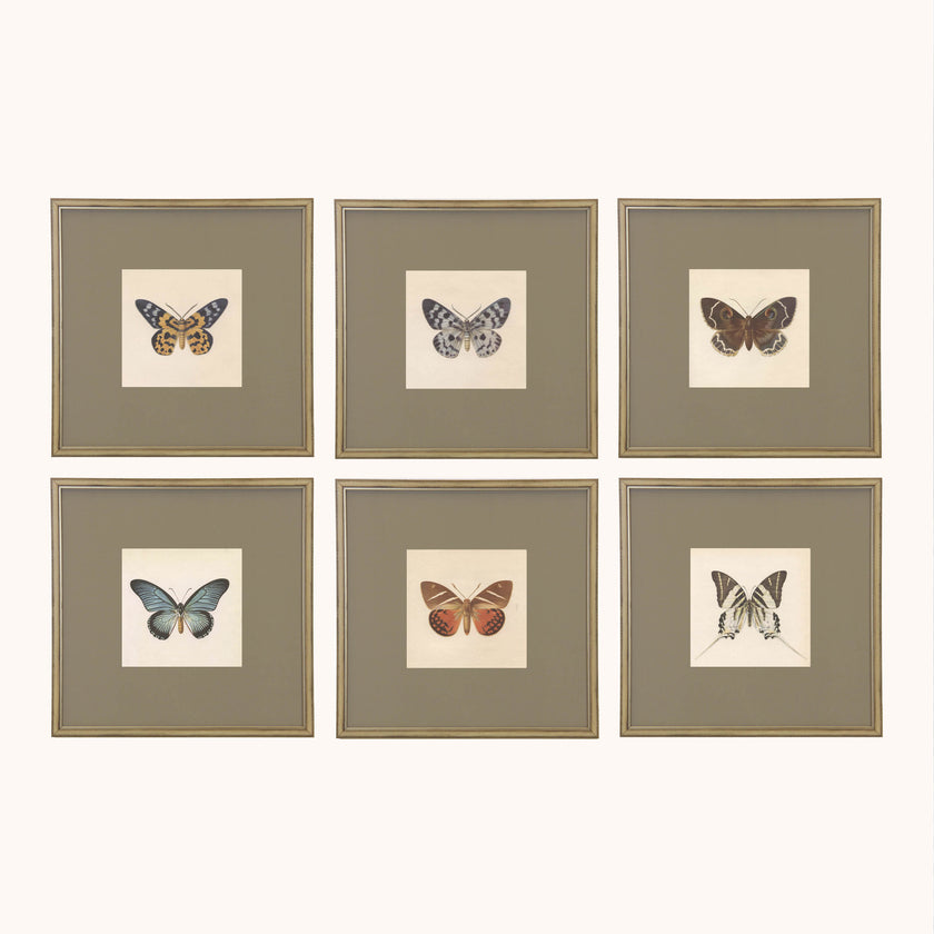 Framed Butterfly gallery set of 6