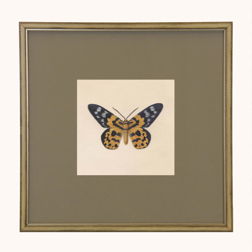Framed Butterfly gallery set of 6