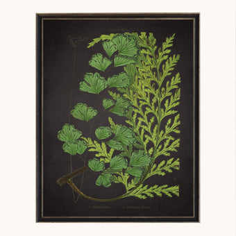Framed fern on aged black h