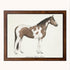 Framed american paint horse
