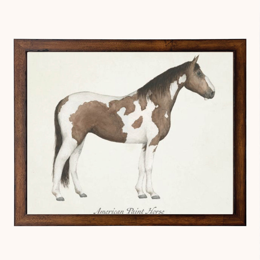 Framed american paint horse